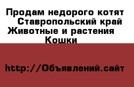 Продам недорого котят  - Ставропольский край Животные и растения » Кошки   